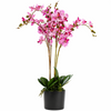 60cm Artificial Luxury Orchid - Triple Stem - Pink Realistic Plant