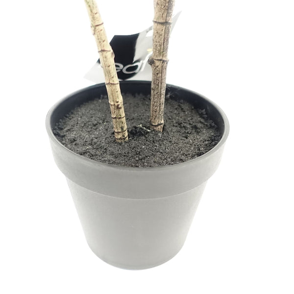 Rubber Plant Artificial in Pot 65cm