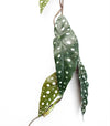 6 x 110cm Artificial Hanging Trailing Begonia Maculata Spotted Plant - Premium Quality