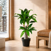 75cm Artificial Dracaena Plant - Wide Trunk Triple Branch