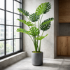 (4ft) Luxury Monstera Plant Black Pot 120cm