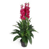 100cm Artificial Cymbidium Orchid Plant - Dark Pink Flowers