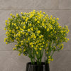 Pack of 6 x 55cm Gypsophila Yellow Stem - Premium Quality