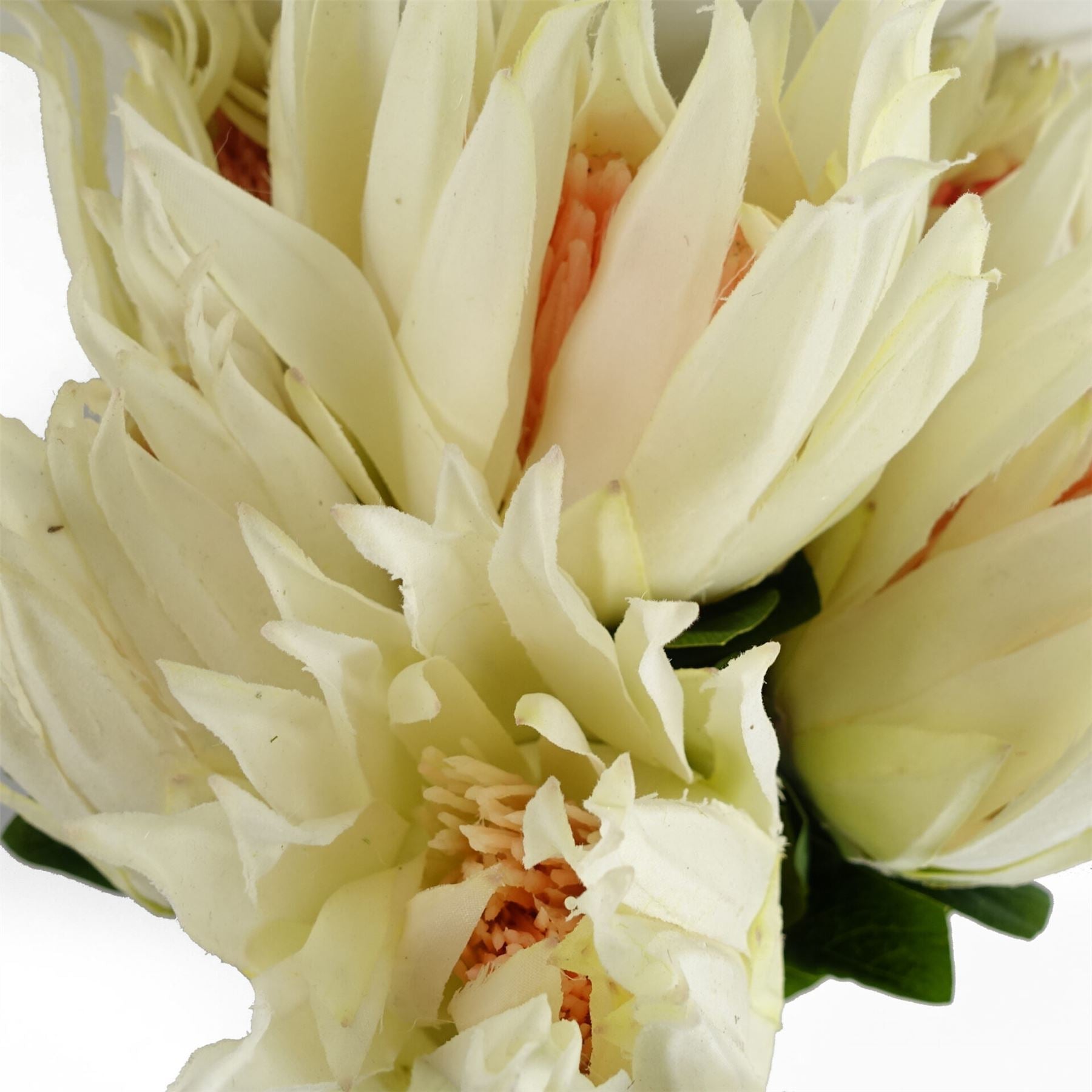 Pack of 6 x 65cm Protea Sugarbush Flower Stem - White - Premium Quality