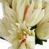Pack of 6 x 65cm Protea Sugarbush Flower Stem - White - Premium Quality