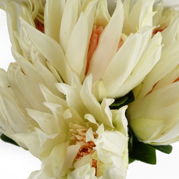 Pack of 6 x 65cm Protea Sugarbush Flower Stem - White - Premium Quality