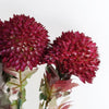 70cm Large Ball Dahlia Artificial Flower Stem Pink