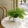 Artificial Fern Plant 30cm Fern 30cm In Plant Pot