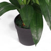 Artifical Orchid Plant 100cm Lilac 100cm Plants Flowers