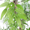 140cm Leaf Realistic Artificial Japanese Fruticosa Ficus Tree, Green Silver