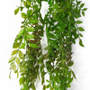 Hanging String of Pearls Fern Plant Dark Green 100cm
