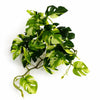 Pack of 6 x 25cm Artificial Trailing Variegated Monstera Vine Plant