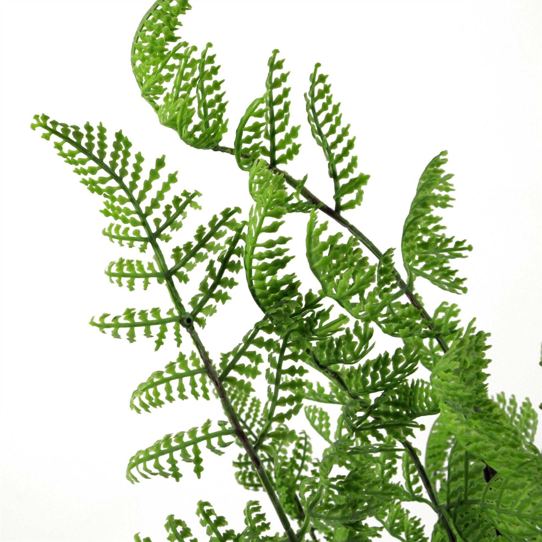 6 x 50cm Southern Wood Fern Bush Dark Green Plant - Premium Quality