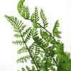 6 x 50cm Southern Wood Fern Bush Dark Green Plant - Premium Quality