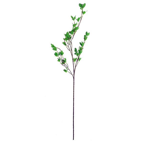 Pack of 6 x 100cm Mini Botanik Ficus Stem - Premium Quality