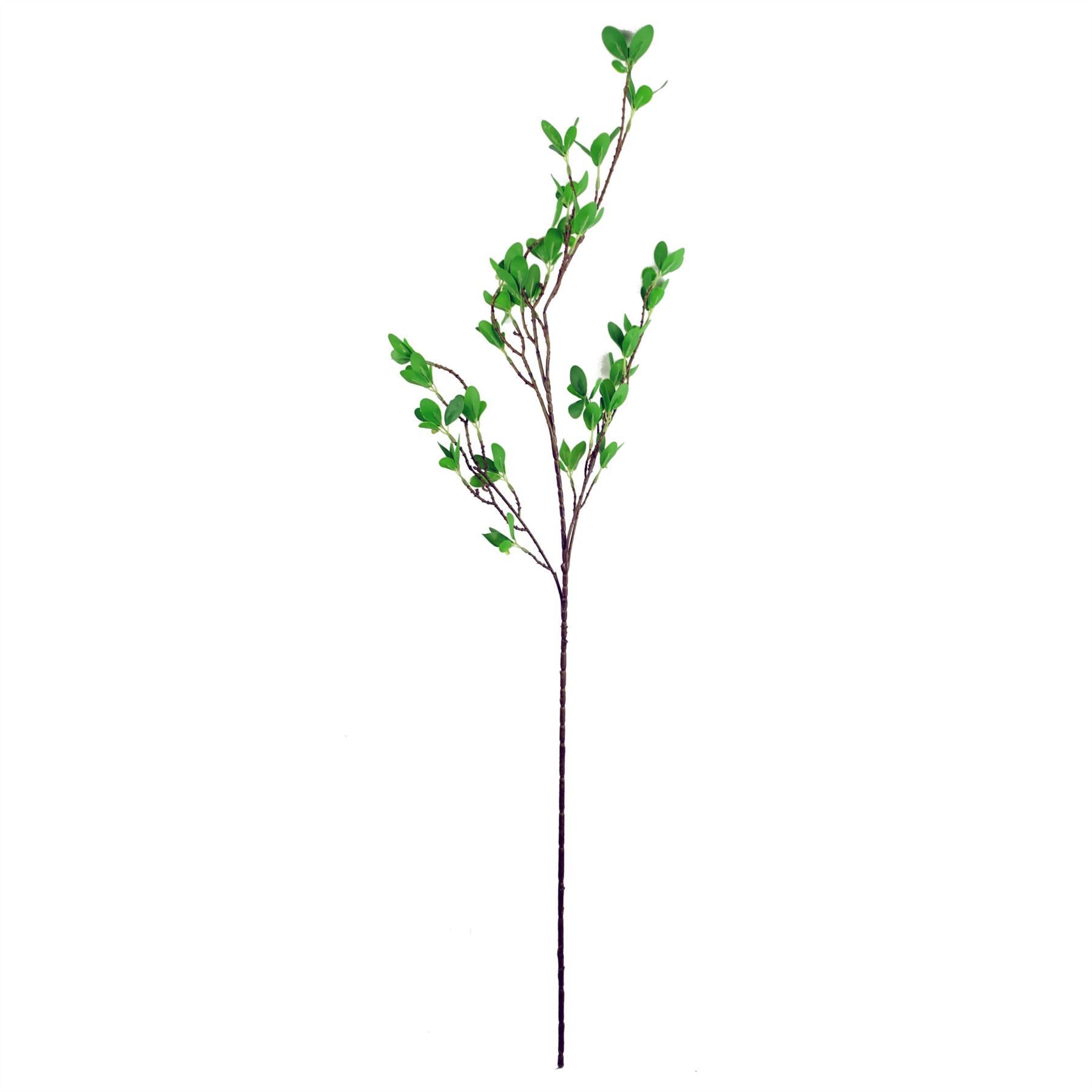 Pack of 6 x 100cm Mini Botanik Ficus Stem - Premium Quality