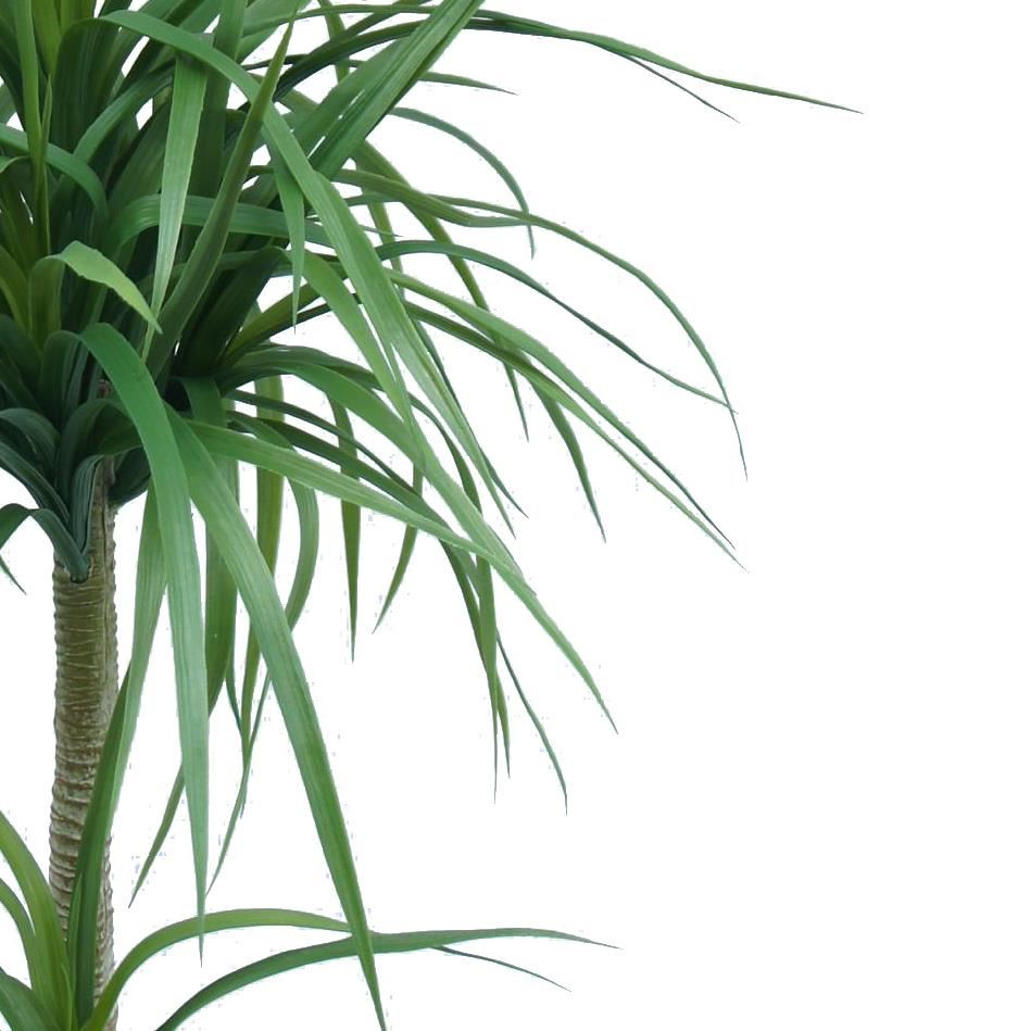90cm Double Dracaena Plant - Premium Quality