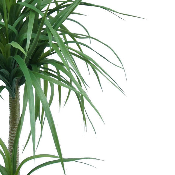 90cm Double Dracaena Plant - Premium Quality