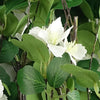 Pack of 6 x 60cm Flower Foliage Spray - White - Premium Quality