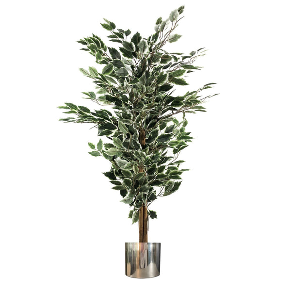 130cm Variegated White/Green Bushy Ficus Tree Silver Metal Planter - Premium Quality