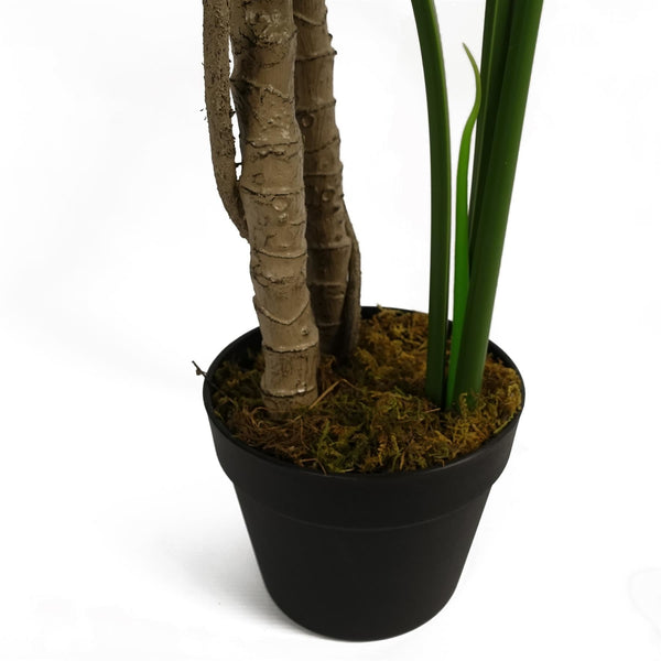 150cm (5ft) Luxury Monstera Plant Black Pot Gold Metal Planter - Premium Quality