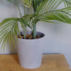 Artificial Palm Tree in Decorative Planter Botanik