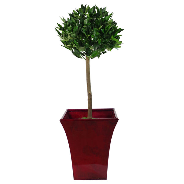 Artificial Bay Laurel Tree Topiary 90cm Tall Trunk