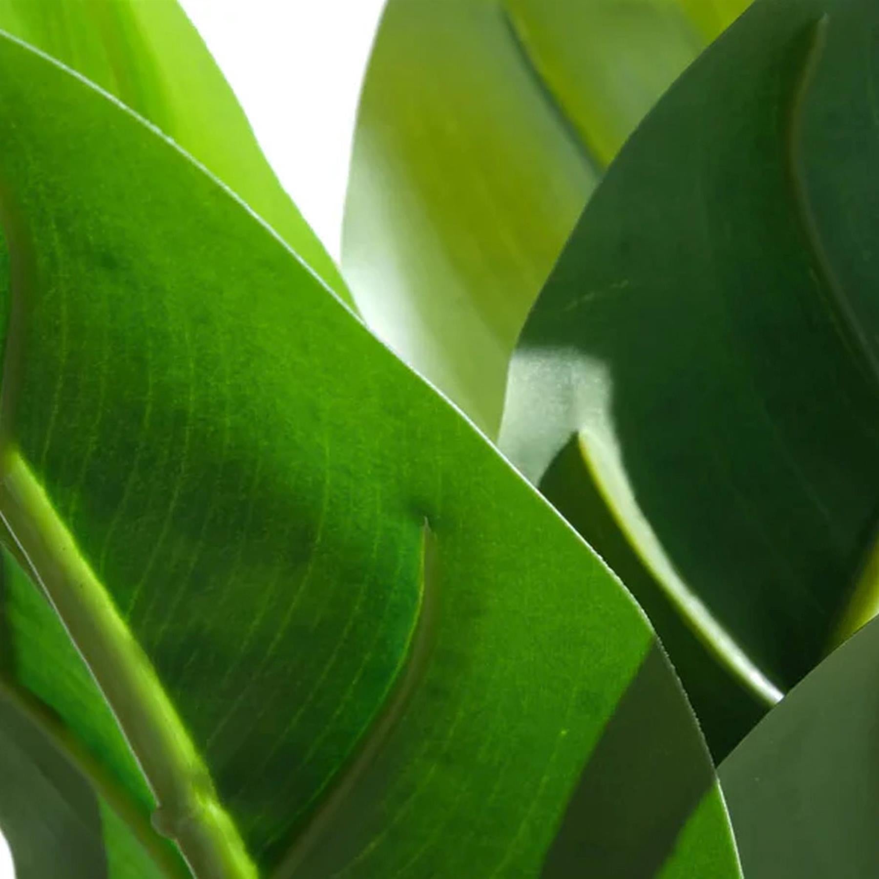 45cm Artificial Aureum Plant