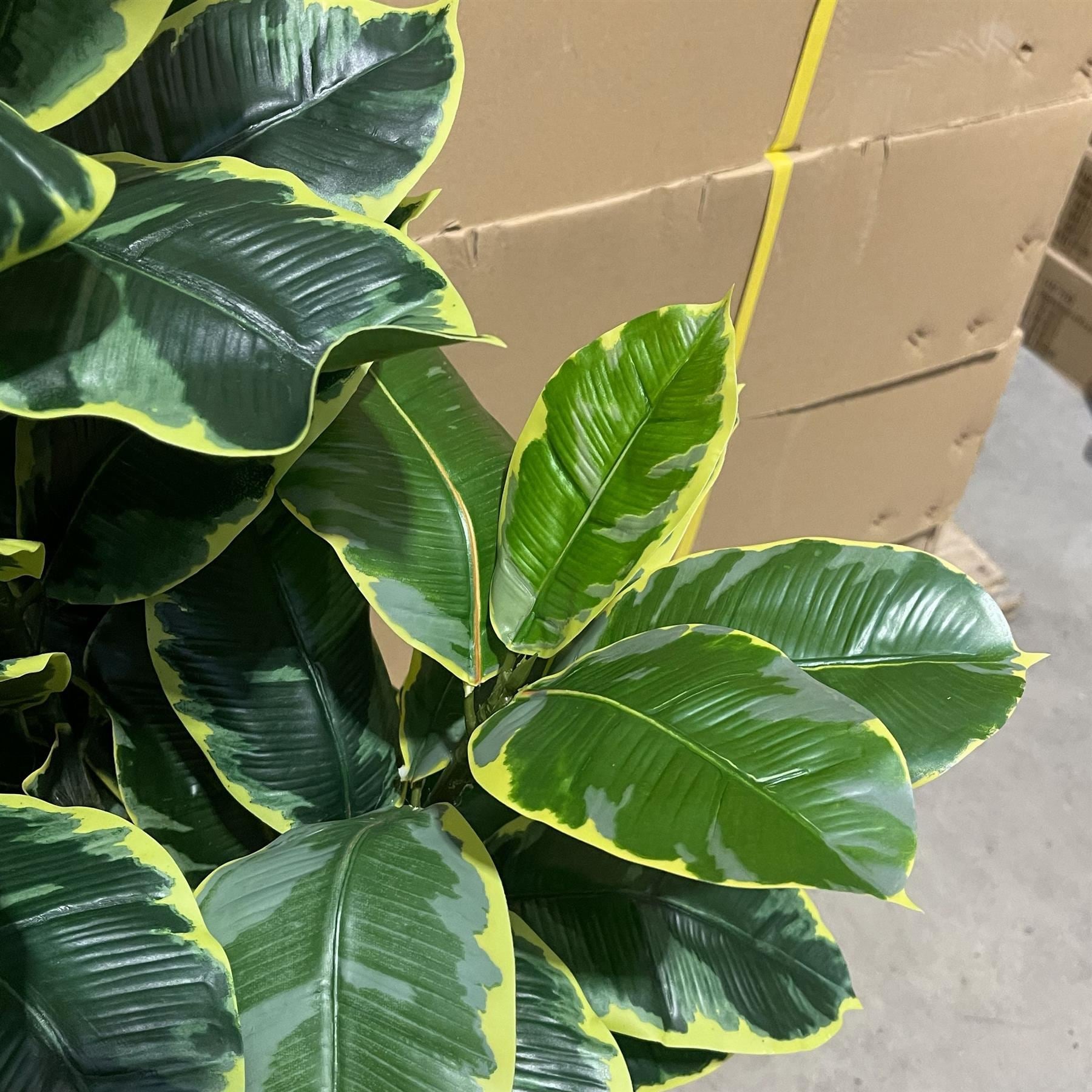 120cm Artificial Rubber Tree - Premium Quality