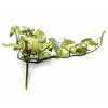 Pack of 6 x 25cm Artificial Trailing Variegated Caladium Vine Plant Light Green - Premium Quality