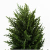 120cm Pair of Premium Artificial Cypress Spiral Topiary - Premium Quality