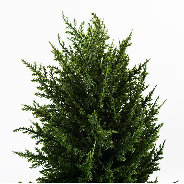 120cm Pair of Premium Artificial Cypress Spiral Topiary - Premium Quality