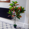 Artificial 130cm Codiaeum Multicoloured Tree