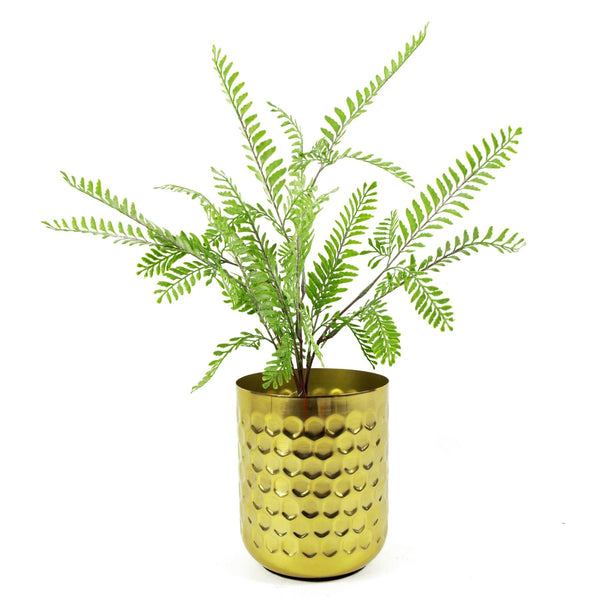 6 x 55cm Himilayan Maidenhair Fern Bush Light Green Plant - Premium Quality