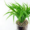 Artificial Grass Planter Ceramic & Metal