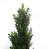 90cm Pair of Artificial Cedar Cypress Topiary UV Resistant - Premium Quality