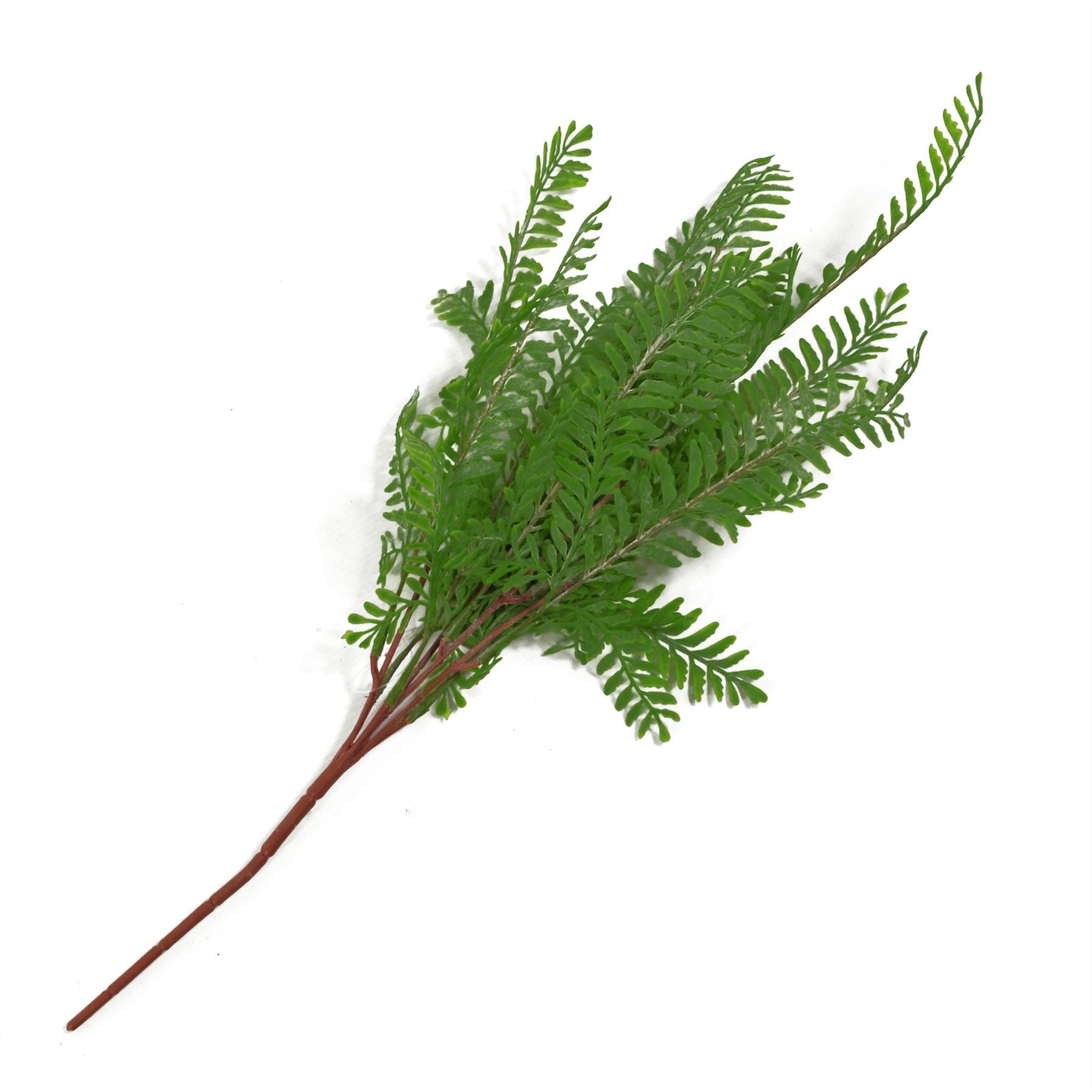 Himilayan Maidenhair Fern Bush Dark Green Plant 55cm
