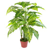 Large Fox's Aglaonema (Spotted Evergreen) Tree Artificial Plant with Silver Metal Planter 100cm