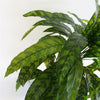 60cm Variegated Artificial Calathea Plant with pot