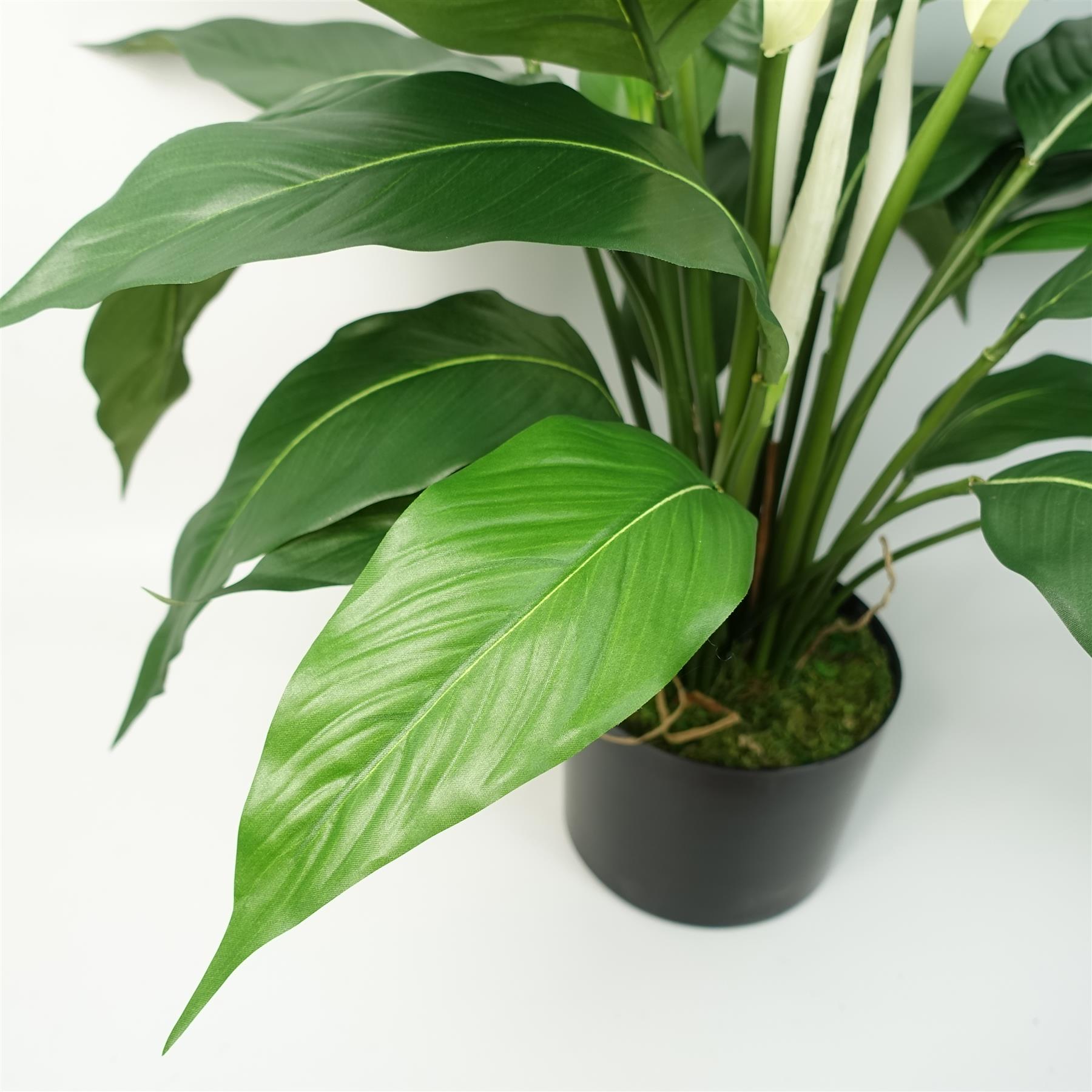 White Peace Lily 60cm