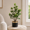 Leaf Design 60cm Artificial Aglaia Odorata Bonsai Ficus Tree