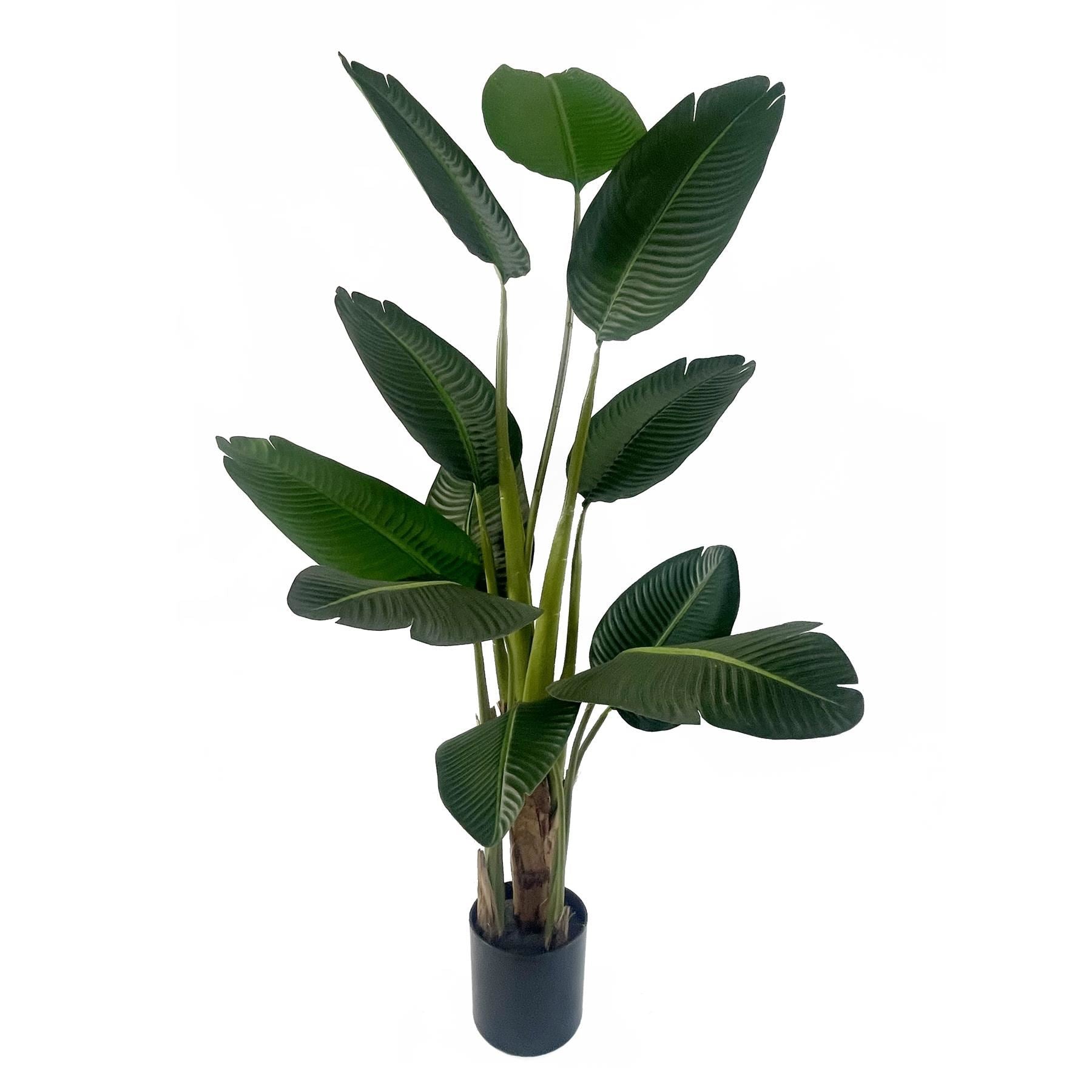 150cm UV Traveller Banana Palm Tree - Premium Quality