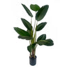 150cm UV Traveller Banana Palm Tree - Premium Quality