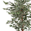 160cm Artificial Ficus with Natural Variegated Leaves - Premium Quality