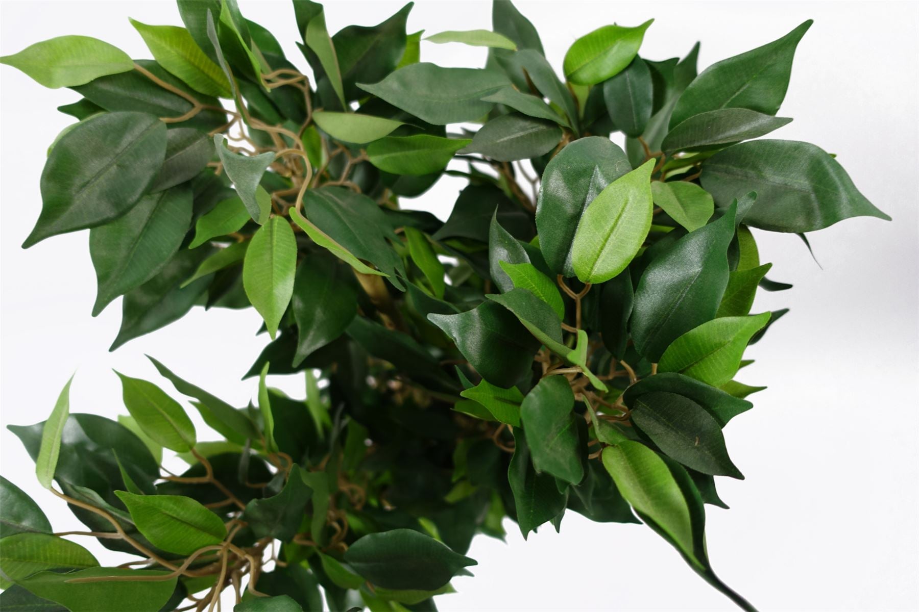 Leaf 60cm Mini Ficus Bush Plant in Decorative Planter