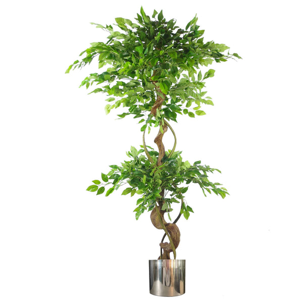 Japanese Fruticosa Ficus Tree Silver Planter 150cm Twisted Trunk Artificial Botanik