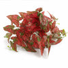 Pack of 6 x 30cm Artificial Trailing Red Caladium