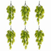 Pack of 6 x 80cm Trailing Tropical Monstera Plant - Light Green