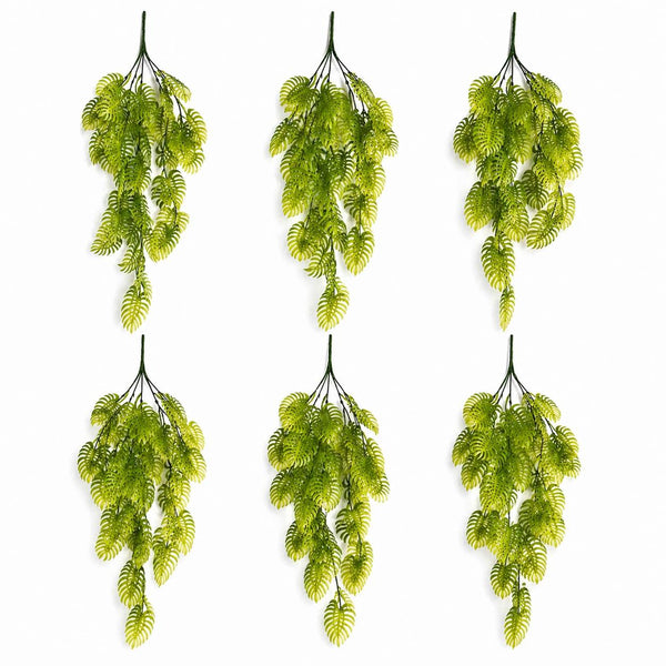 Pack of 6 x 80cm Trailing Tropical Monstera Plant - Light Green