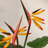 70cm Artificial Bird of Paradise Plant (Strelitzia) - Large
